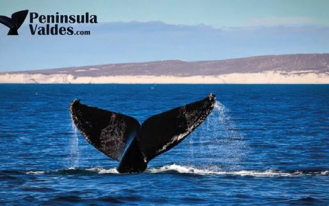 Whales in Puerto Madryn and peninsula Valdes