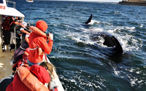 People watching a whale on a boat tour in Puerto Piramides.