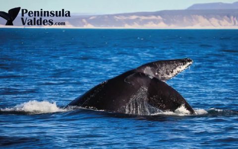 Southern Right Whale in Peninsula Valdes