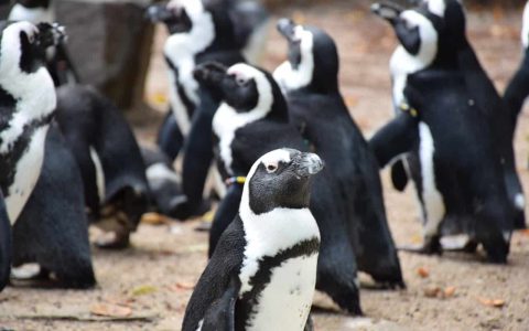 Penguins in Punta Tombo, Chubut province, Argentina.